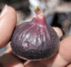 Cherry Cordial Fig - NEW!!! Naturally Grown